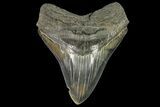 Serrated, Fossil Megalodon Tooth - Colorful Enamel #138988-2